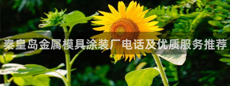 美高梅是谁的资产